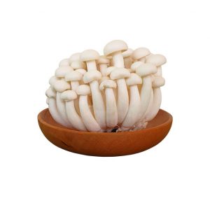 Nấm linh chi trắng đóng Gói 150g